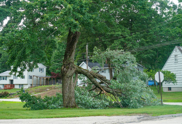 How Our Tree Care Process Works  in  Daly City, CA