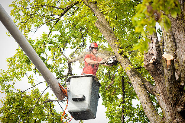 Reliable Daly City, CA  Tree Services Solutions